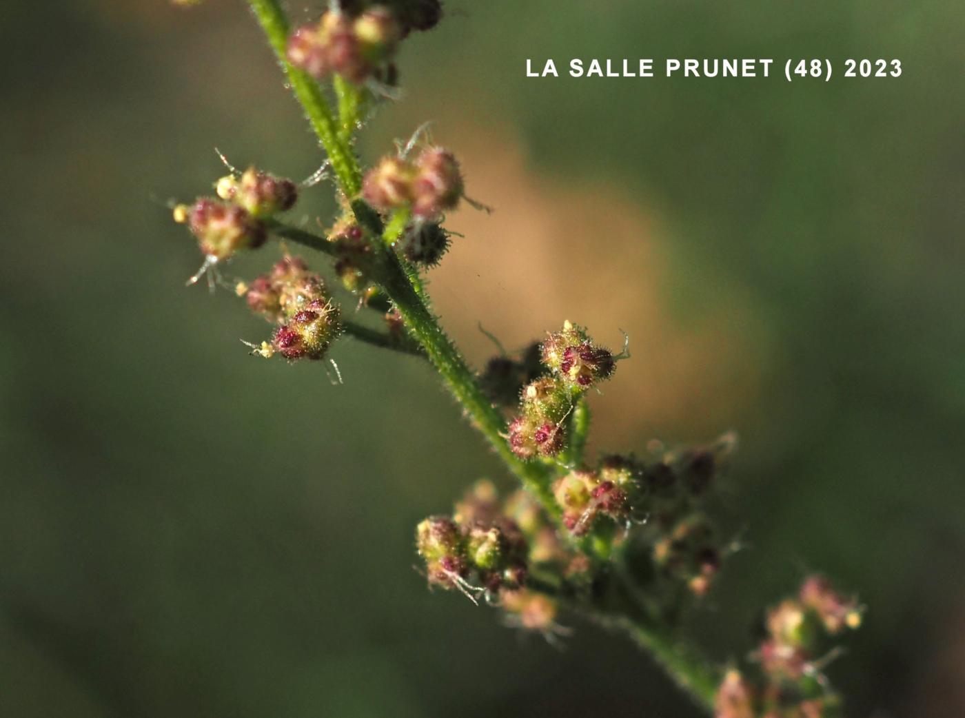 Goosefoot, Sticky flower